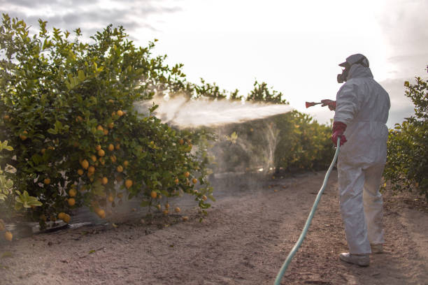Best Affordable Pest Control Services  in Vinton, TX