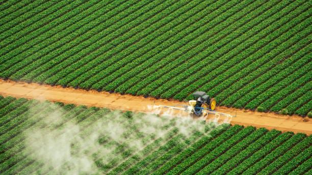 Best Wasp Removal Services  in Vinton, TX