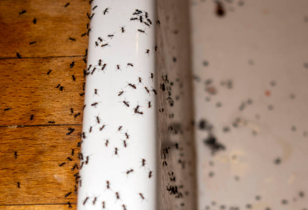 Best Wasp Removal Services  in Vinton, TX
