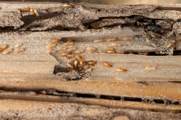 Best Affordable Pest Control Services  in Vinton, TX